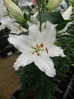 [5288 White Renova No02.JPG]